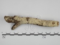 藏品(絲齒菌屬)的圖片