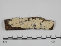 藏品(絲齒菌屬)的圖片