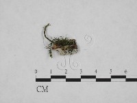 藏品(剛毛絲皮菌)的圖片