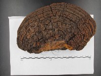 藏品(桑黃)的圖片