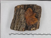 藏品(桑黃)的圖片