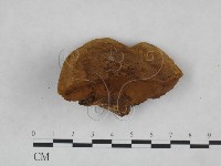 藏品(桑黃)的圖片