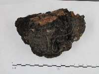 藏品(桑黃)的圖片