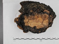 藏品(桑黃)的圖片