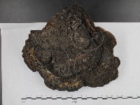 藏品(桑黃)的圖片