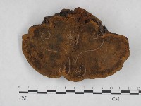 藏品(桑黃)的圖片