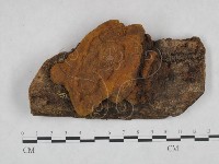 藏品(桑黃)的圖片