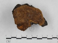 藏品(桑黃)的圖片