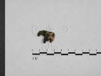 藏品(韌革菌屬)的圖片