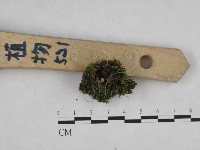 藏品(齒脈菌屬)的圖片