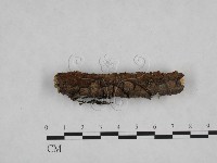 藏品(刺革菌屬)的圖片