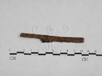 藏品(絲齒菌屬)的圖片