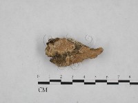 藏品(射脈菌屬)的圖片