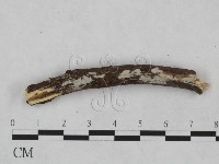 藏品(顯絲菌屬)的圖片