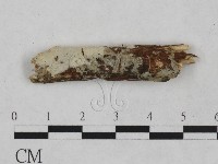 藏品(顯絲菌屬)的圖片