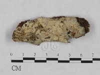 藏品(絲皮菌屬)的圖片