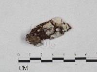 藏品(絲皮菌屬)的圖片