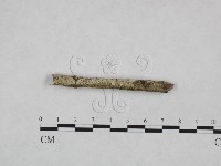 藏品(射脈菌屬)的圖片