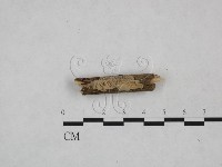 藏品(筍殼菌屬)的圖片