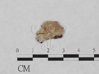 藏品(顯絲菌屬)的圖片