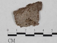 藏品(絲皮菌屬)的圖片