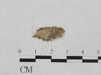 藏品(樹脂殼菌屬)的圖片