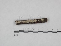 藏品(射脈菌屬)的圖片