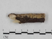 藏品(射脈菌屬)的圖片