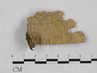 藏品(韌革菌屬)的圖片