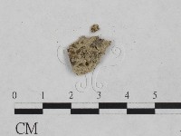 藏品(剛毛絲皮菌)的圖片