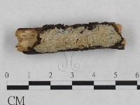 藏品(射脈菌屬)的圖片