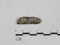 藏品(射脈菌屬)的圖片