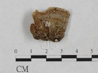 藏品(韌革菌屬)的圖片