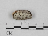 藏品(絲齒菌屬)的圖片