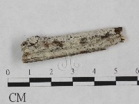 藏品(絲齒菌屬)的圖片