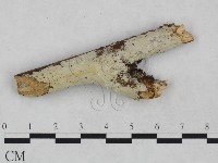 藏品(射脈菌屬)的圖片