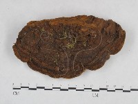 藏品(桑黃)的圖片