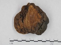 藏品(桑黃)的圖片