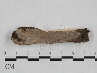 藏品(射脈菌屬)的圖片