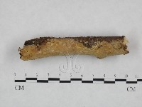 藏品(顯絲菌屬)的圖片