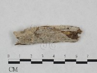 藏品(顯絲菌屬)的圖片