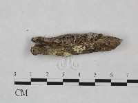 藏品(顯絲菌屬)的圖片