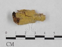 藏品(射脈菌屬)的圖片