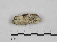 藏品(粗糙孢菌屬)的圖片