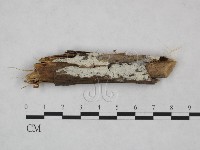 藏品(絲齒菌屬)的圖片