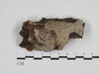 藏品(孔韌菌屬)的圖片