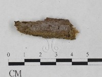 藏品(刺革菌屬)的圖片