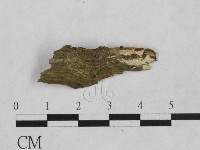 藏品(革墊菌屬)的圖片