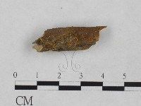 藏品(刺革菌屬)的圖片