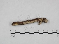 藏品(擬筍殼菌屬)的圖片